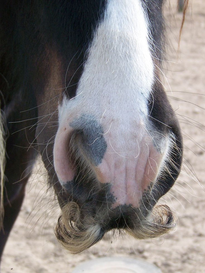 Horse moustache